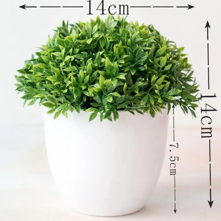 Skanto | Piccola Tre Pot Pot Bonsai