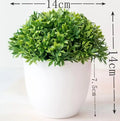 Skanto | Piccola Tre Pot Pot Bonsai