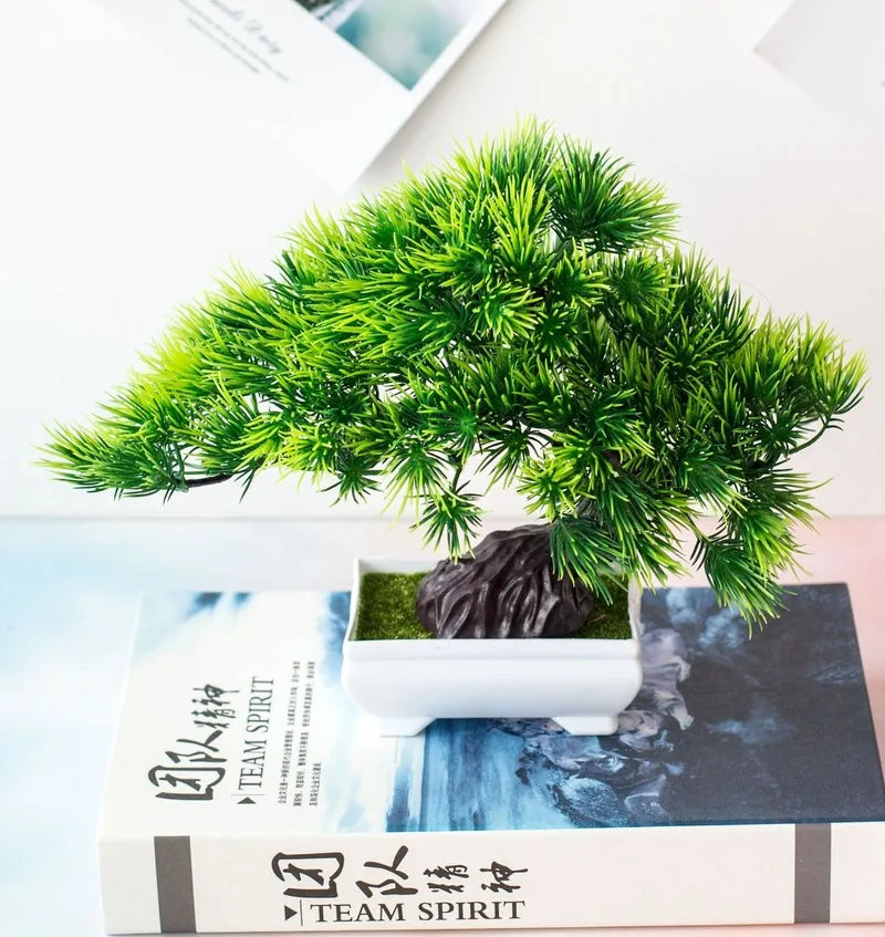 Piccole Piante Bonsai in Vaso