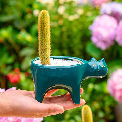 Kat Pot | Brehn